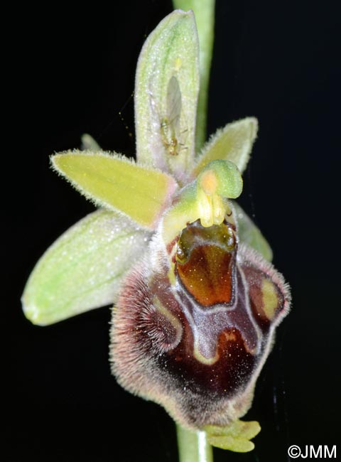 Ophrys pollinensis