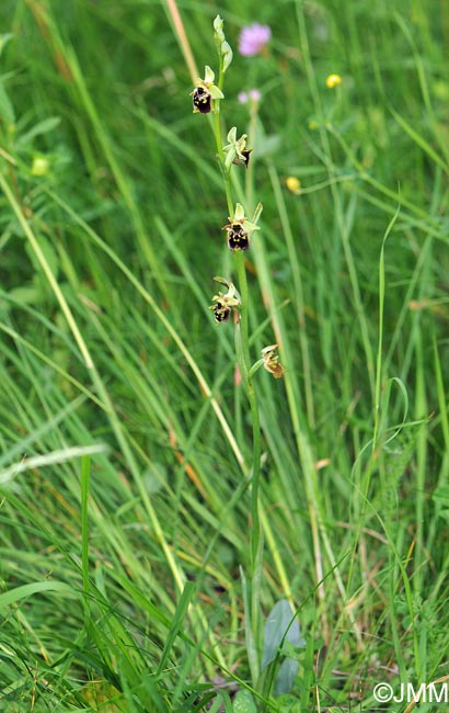 Ophrys untchjii