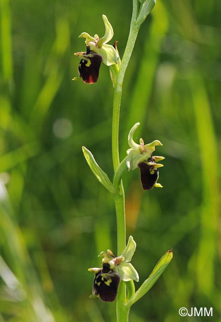 Ophrys untchjii