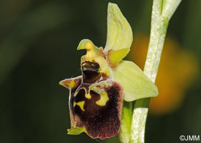 Ophrys untchjii