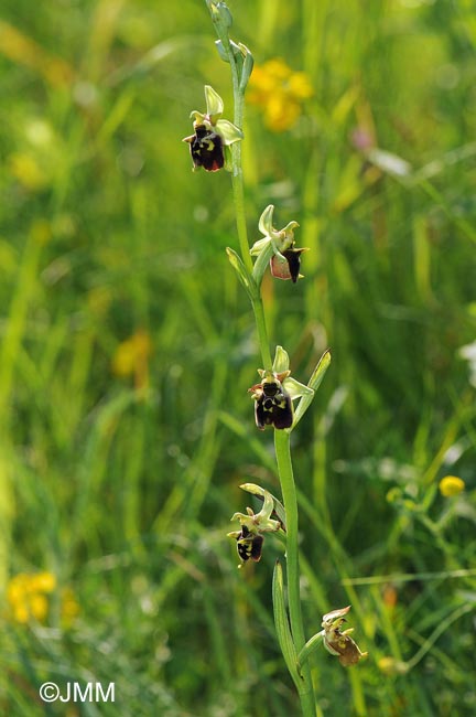 Ophrys untchjii