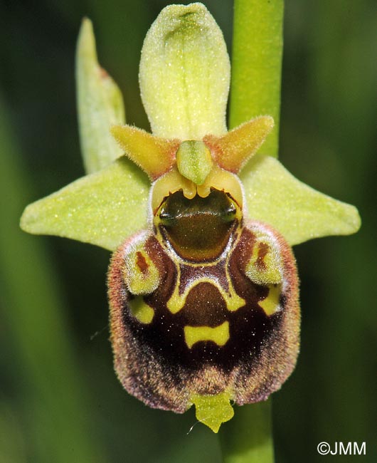 Ophrys untchjii