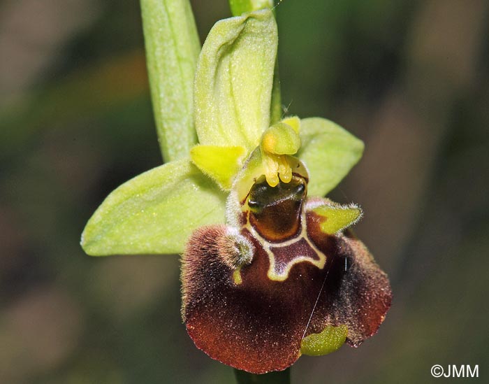 Ophrys untchjii