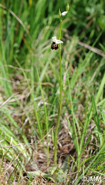 Ophrys untchjii