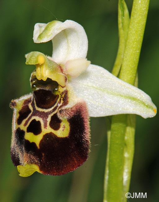 Ophrys untchjii