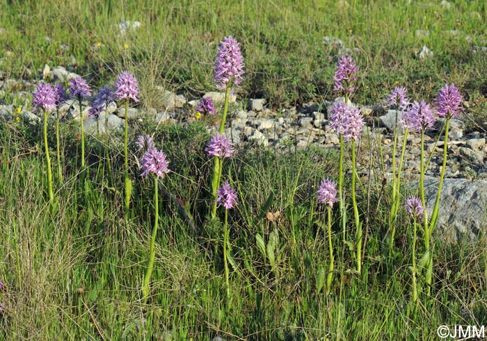 Orchis italica