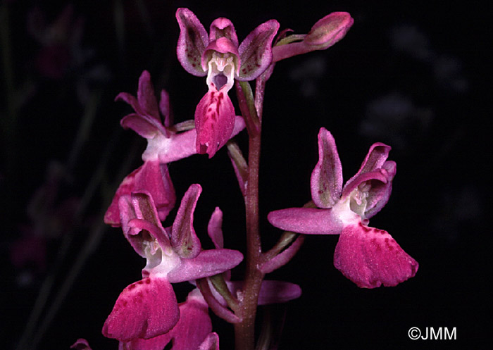 Orchis ligustica