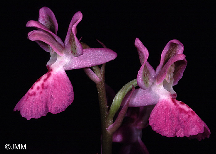 Orchis ligustica