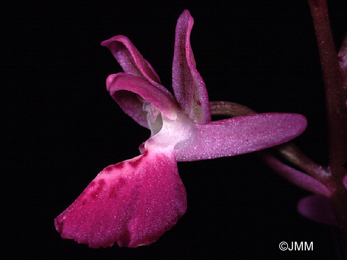 Orchis ligustica