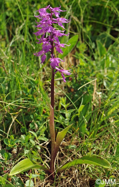 Orchis ovalis