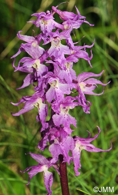 Orchis ovalis