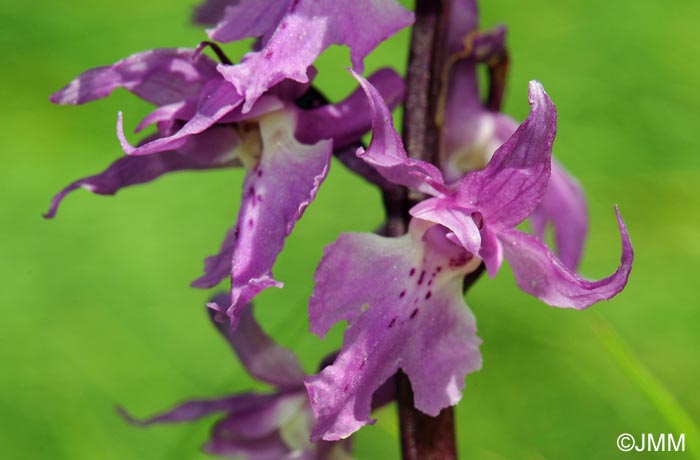 Orchis ovalis