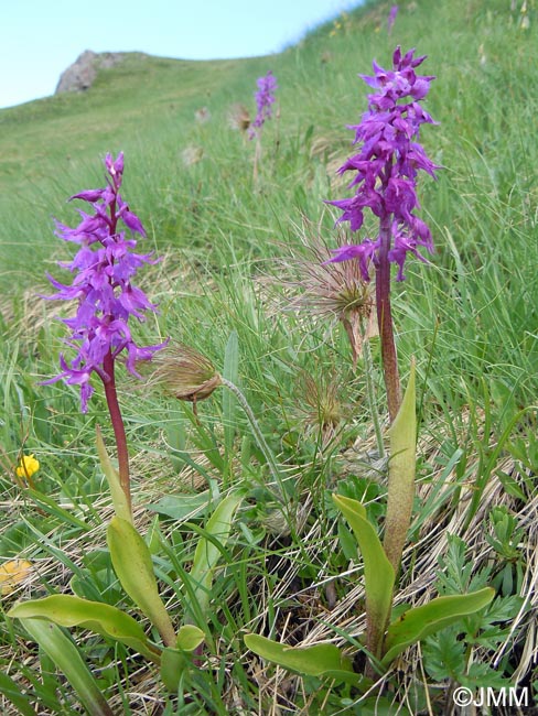 Orchis ovalis