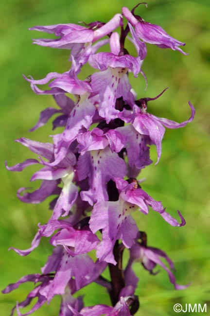 Orchis ovalis