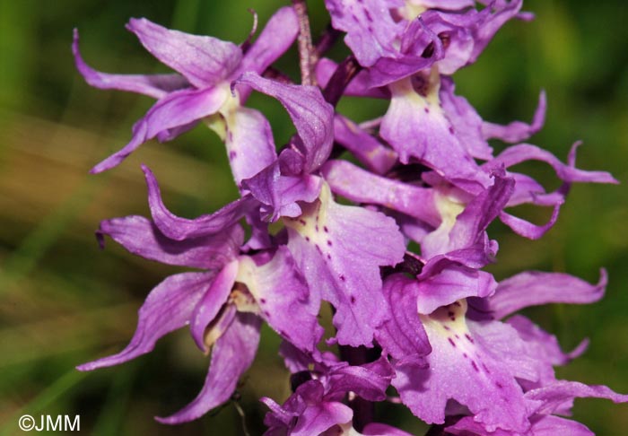 Orchis ovalis