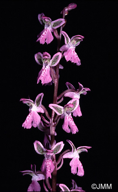 Orchis patens