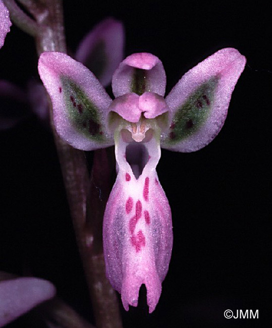 Orchis patens