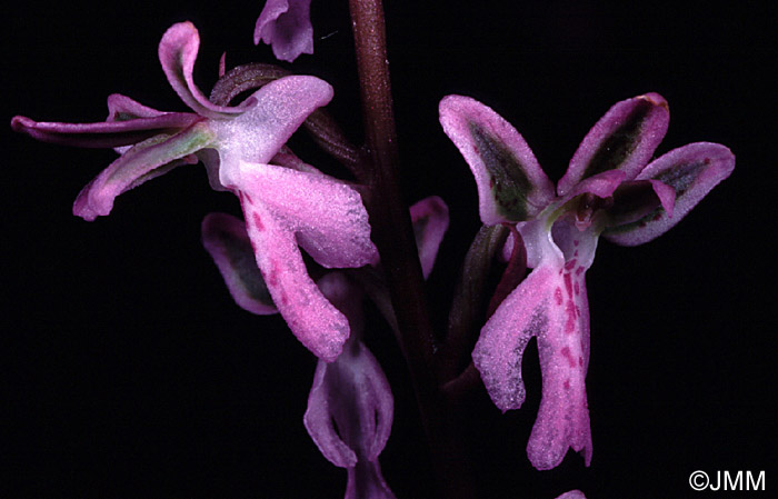 Orchis patens