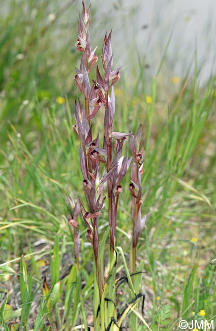 Serapias cilentana