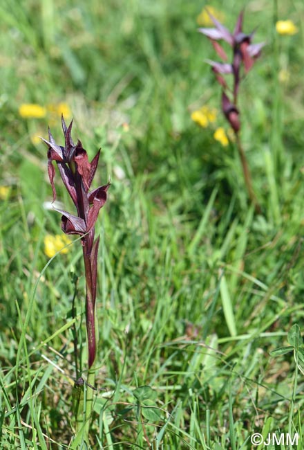 Serapias vomeracea