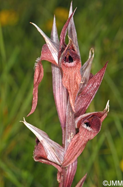 Serapias vomeracea