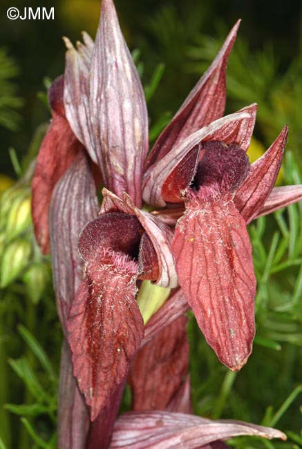 Serapias vomeracea