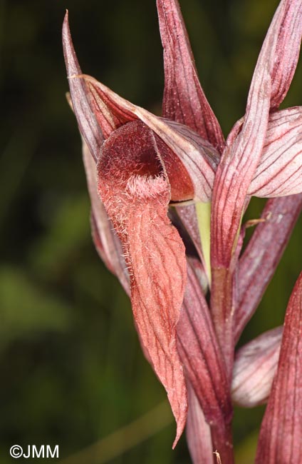 Serapias vomeracea