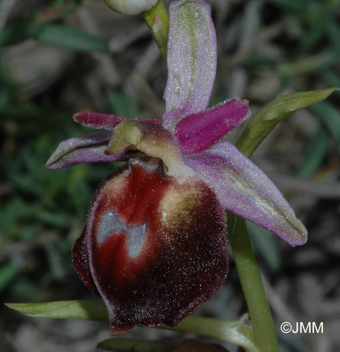 Ophrys aegaea004.JPG (135261 octets)