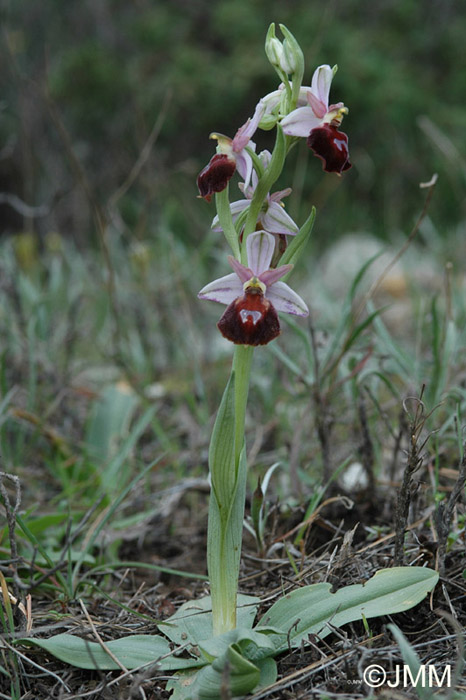 Ophrys aegaea104.JPG (102234 octets)