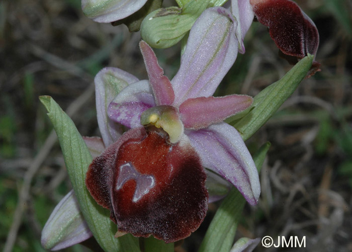 Ophrys aegaea117.JPG (96696 octets)