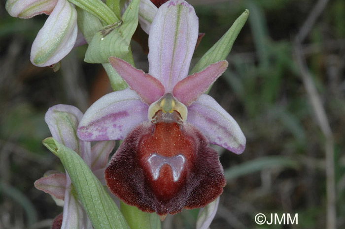 Ophrys aegaea121.JPG (88542 octets)