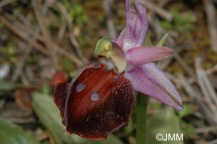 Ophrys aegaea147.JPG (81607 octets)