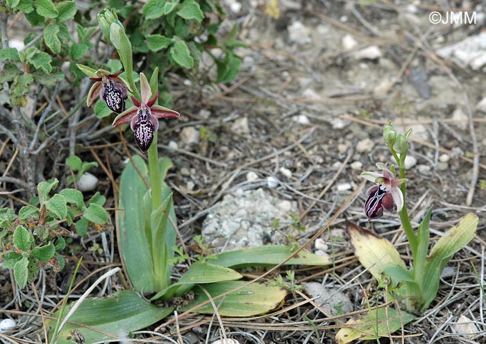 Ophrys ariadnae