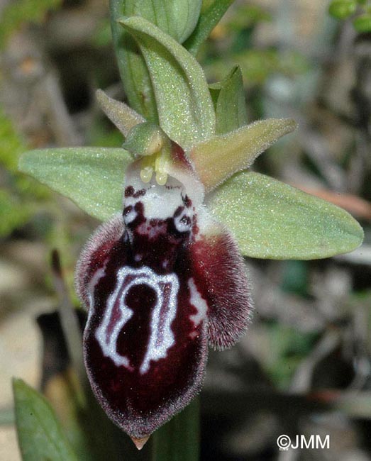 Ophrys ariadnae