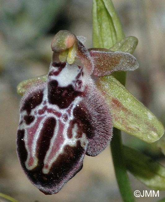 Ophrys ariadnae