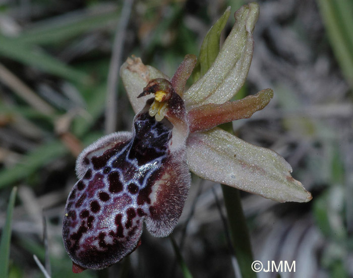 Ophrys ariadnae