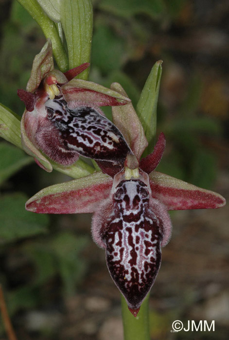 Ophrys ariadnae