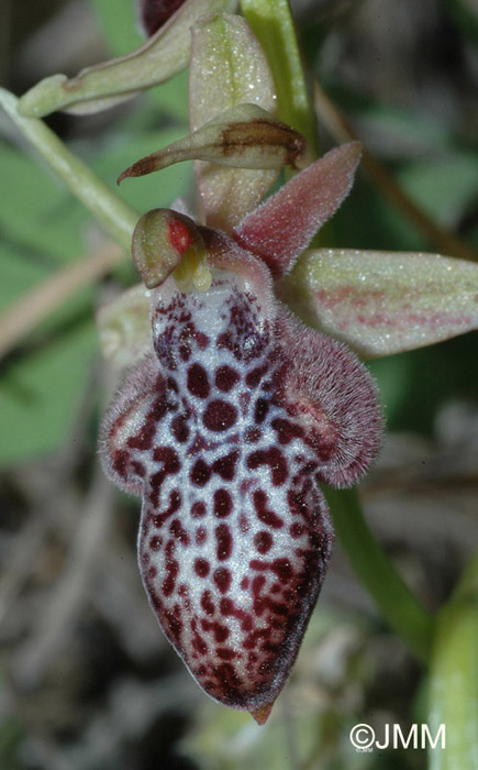 Ophrys ariadnae