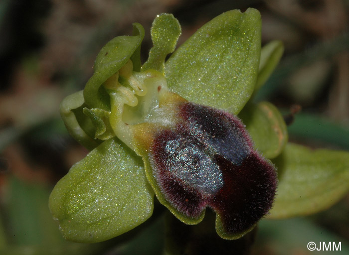 Ophrys cinereophila