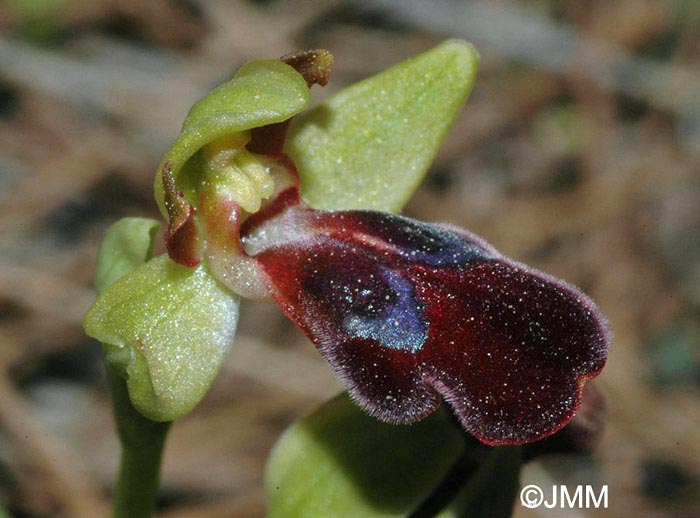 Ophrys cressa