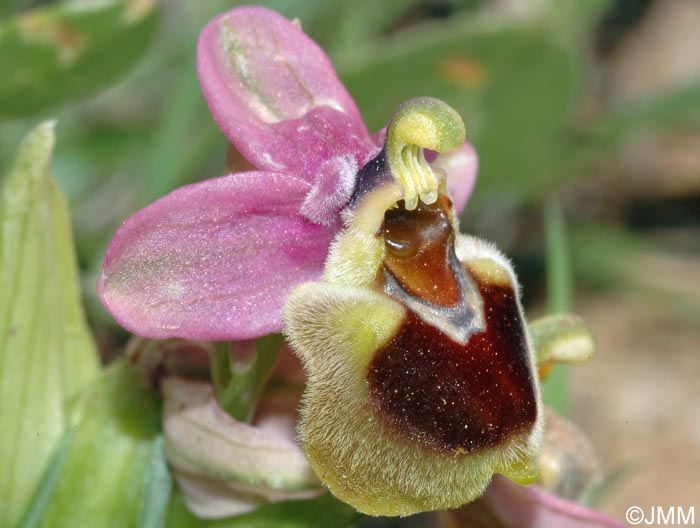 Ophrys dimidiata = Ophrys "dimidiata-tenthredinifera"