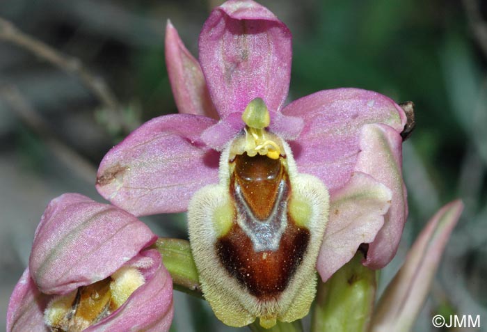 Ophrys dimidiata = Ophrys "dimidiata-tenthredinifera"