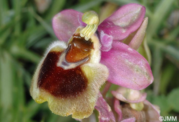 Ophrys dimidiata = Ophrys "dimidiata-tenthredinifera"