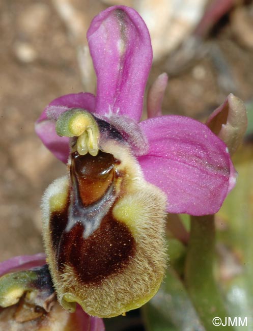 Ophrys dimidiata = Ophrys "dimidiata-tenthredinifera"