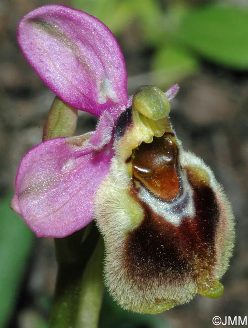 Ophrys dimidiata = Ophrys "dimidiata-tenthredinifera"