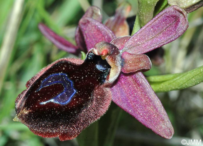 Ophrys ferrum-equinum