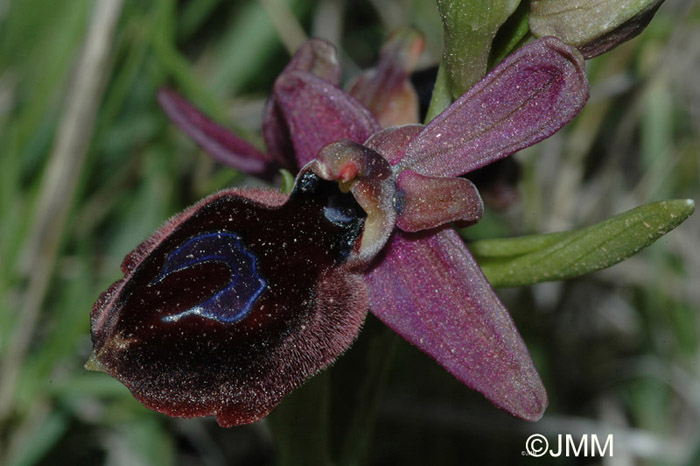 Ophrys ferrum-equinum