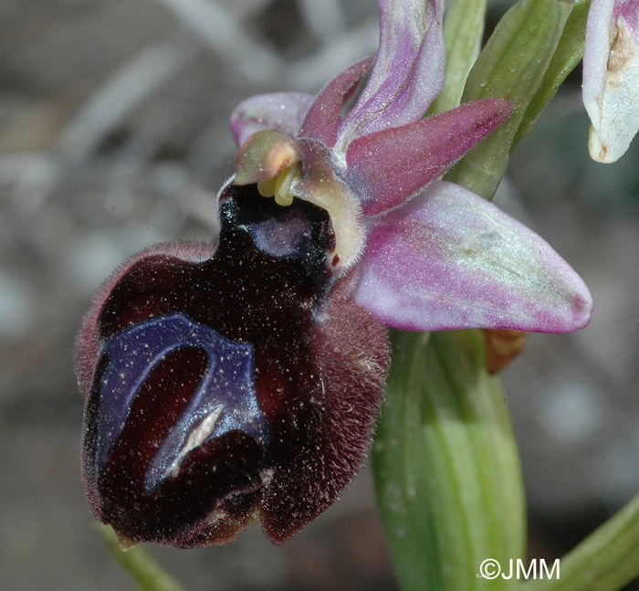Ophrys ferrum equinum var. subtriloba
