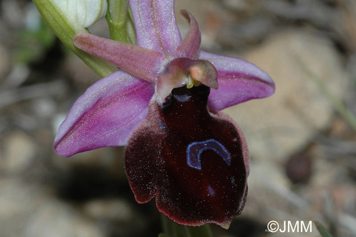 Ophrys ferrum-equinum var. subtriloba