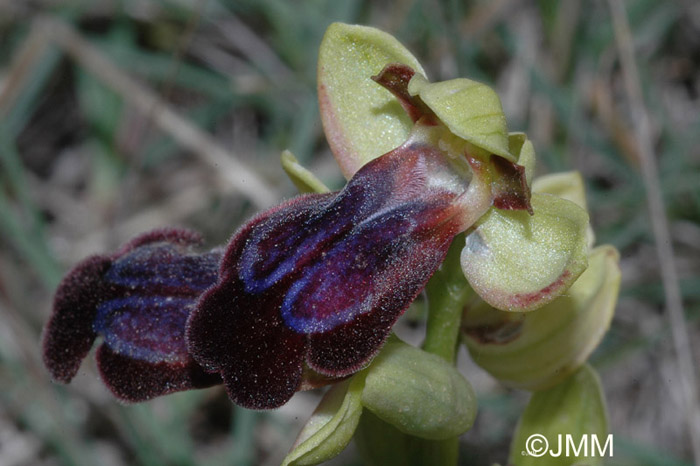 Ophrys iricolor